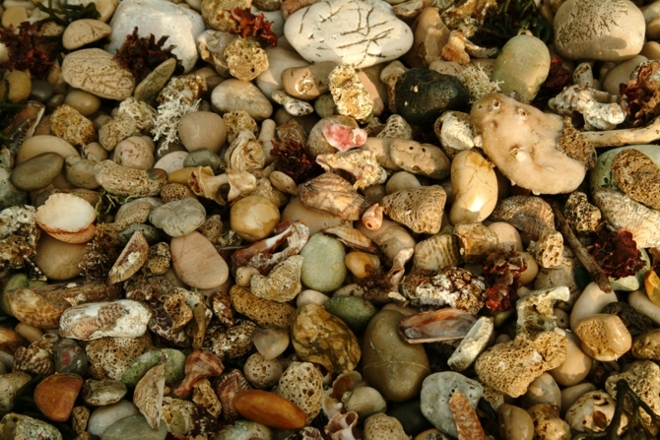 Frutti e colori del mare